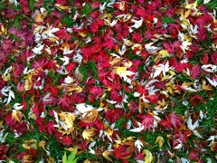 20091122_fall_colors7