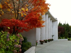 20091122_fall_colors8
